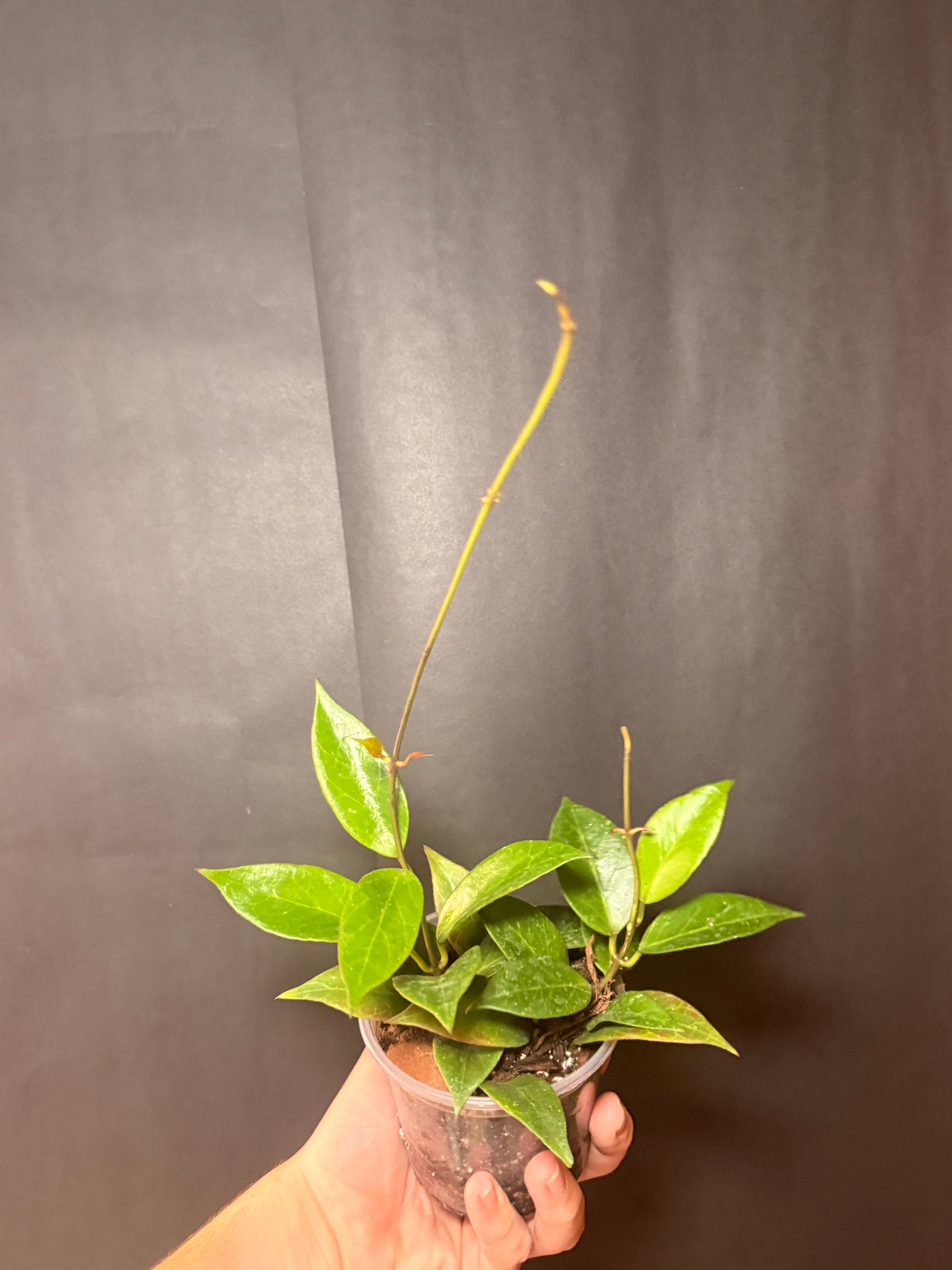 4” Hoya sunrise