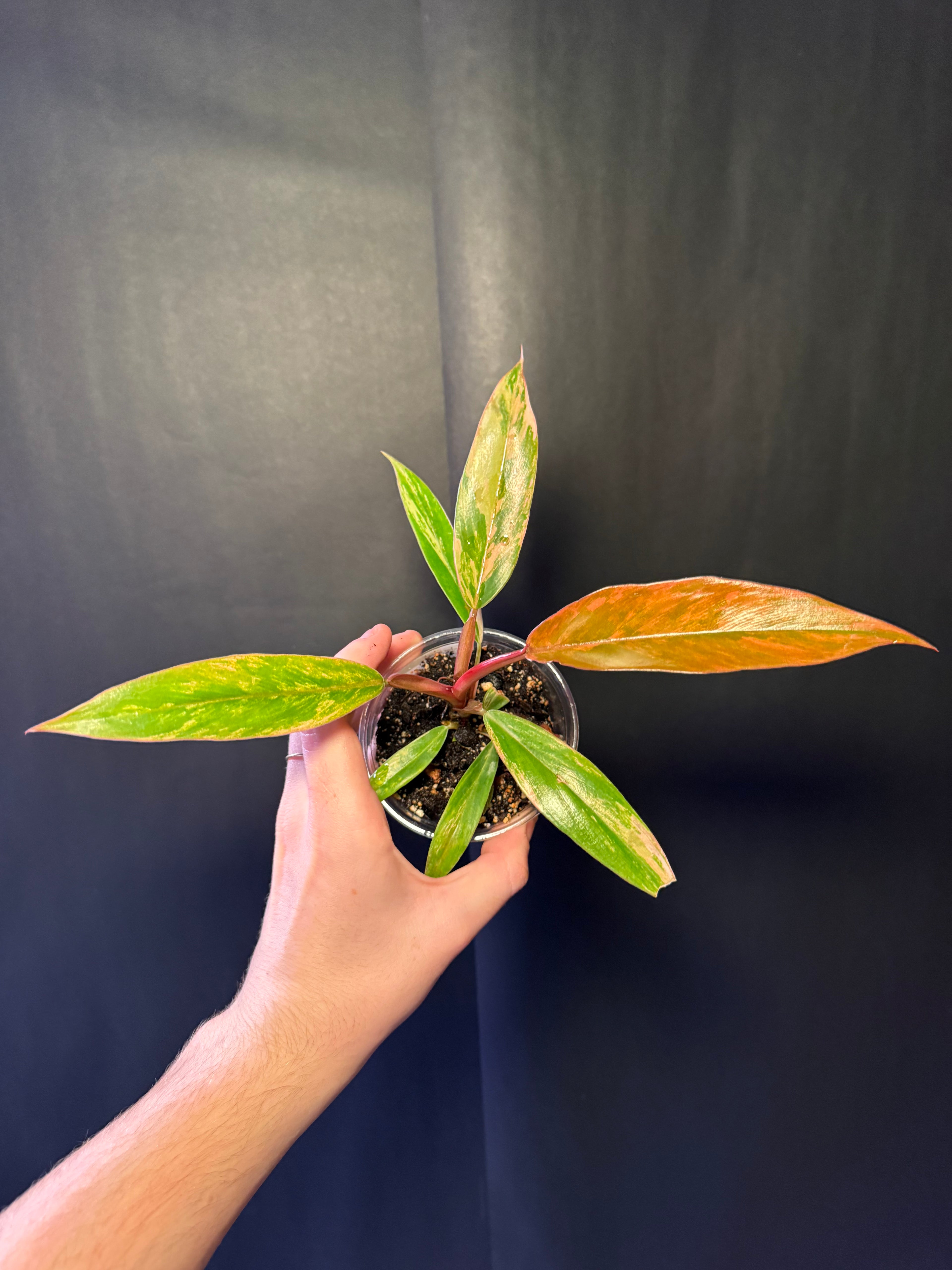 Philodendron caramel marble 01