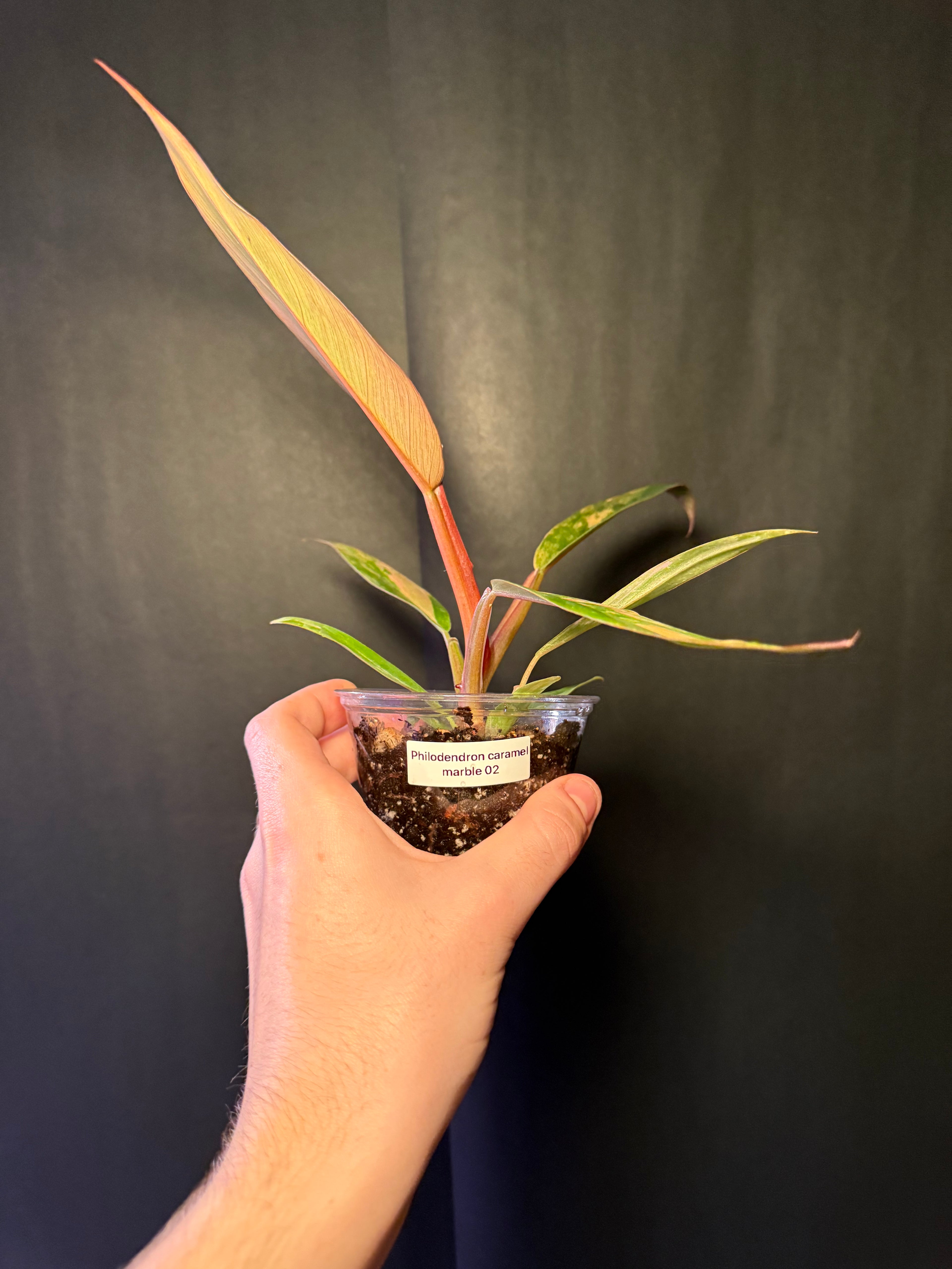Philodendron caramel marble 02