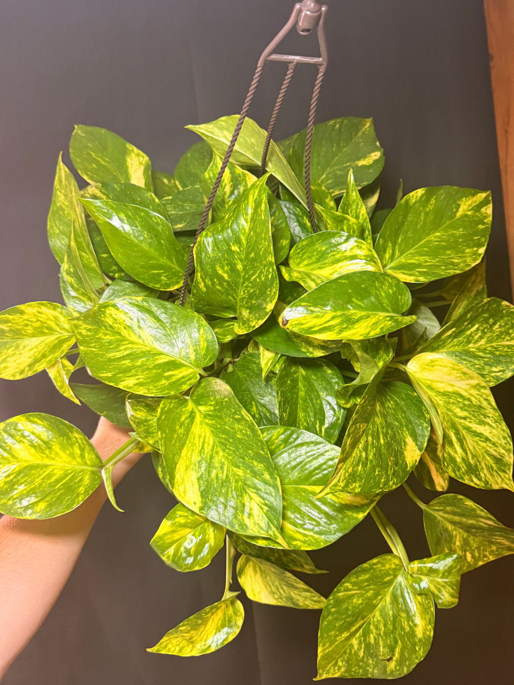 8” Golden Pothos HB