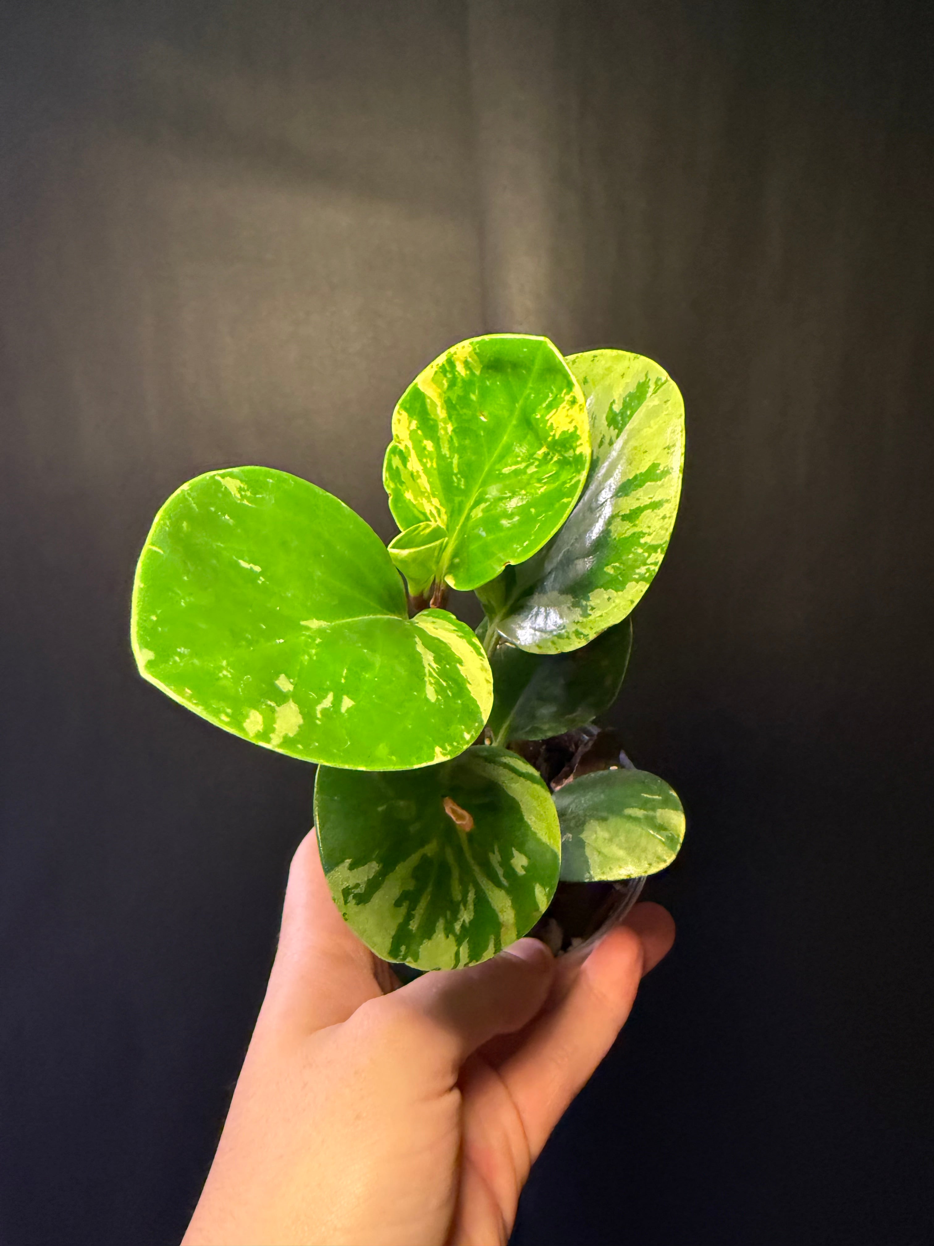 Peperomia obtusifolia 'Marble'