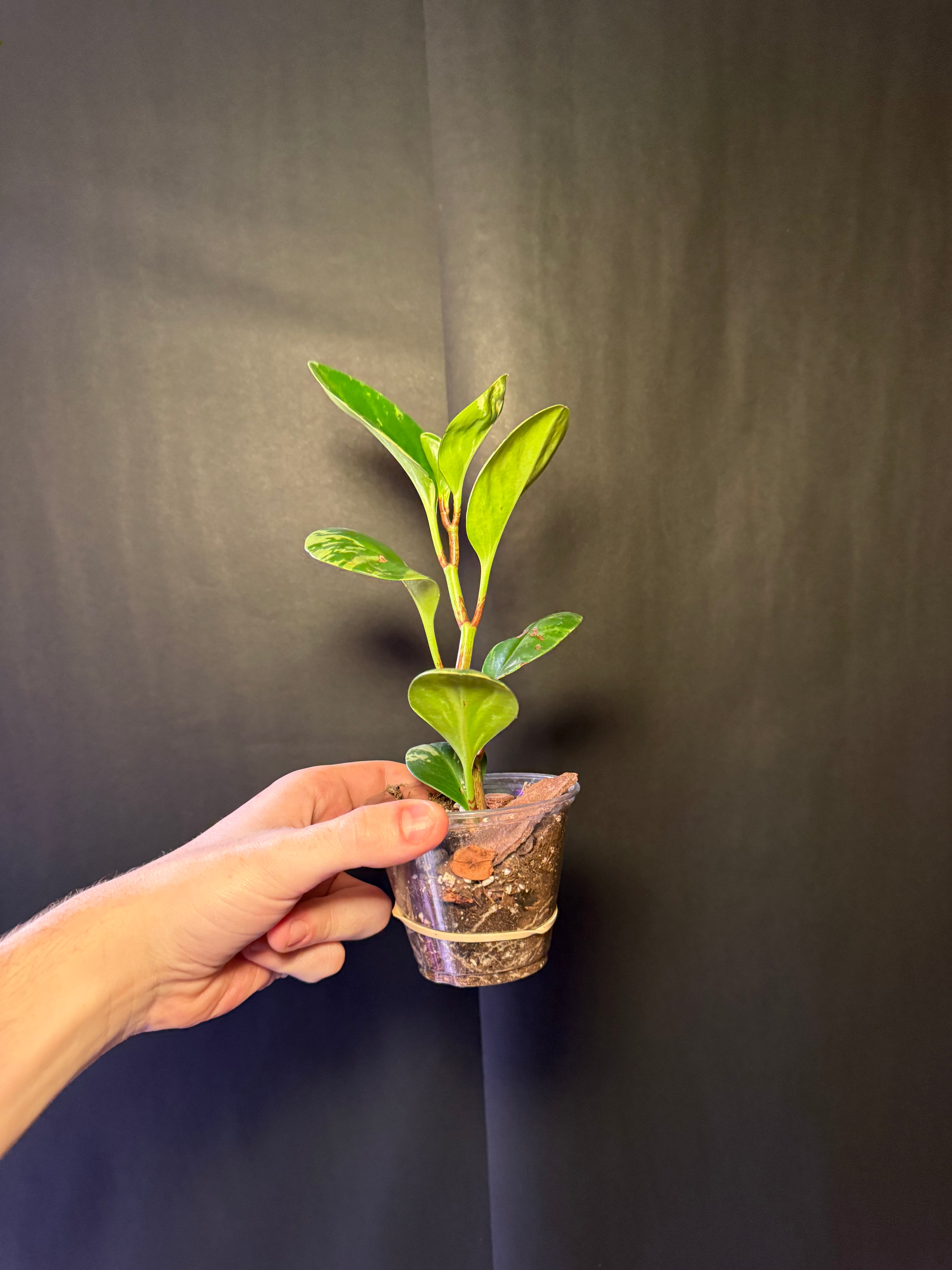 Peperomia obtusifolia 'Marble'