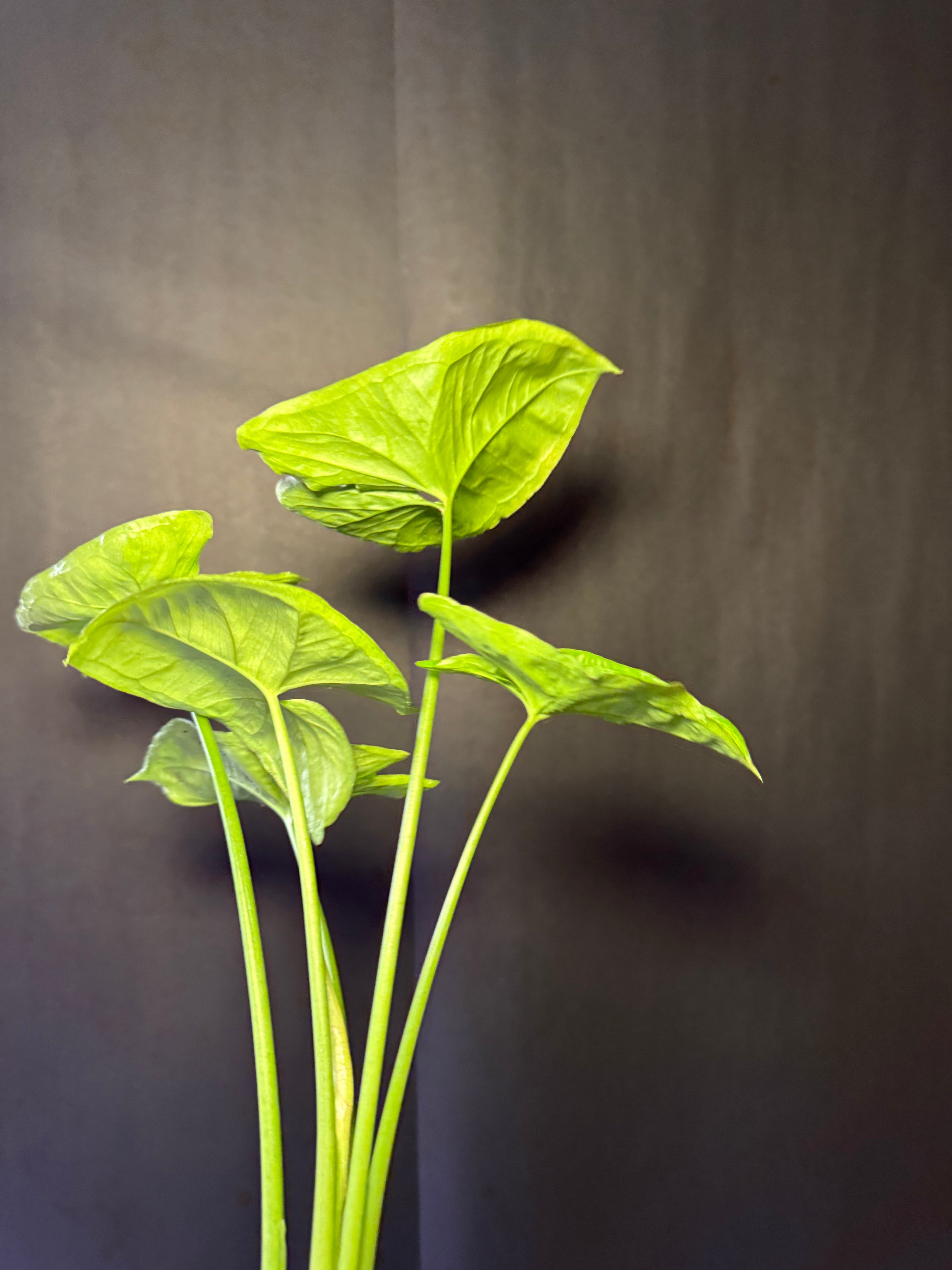 Syngonium pink allusion