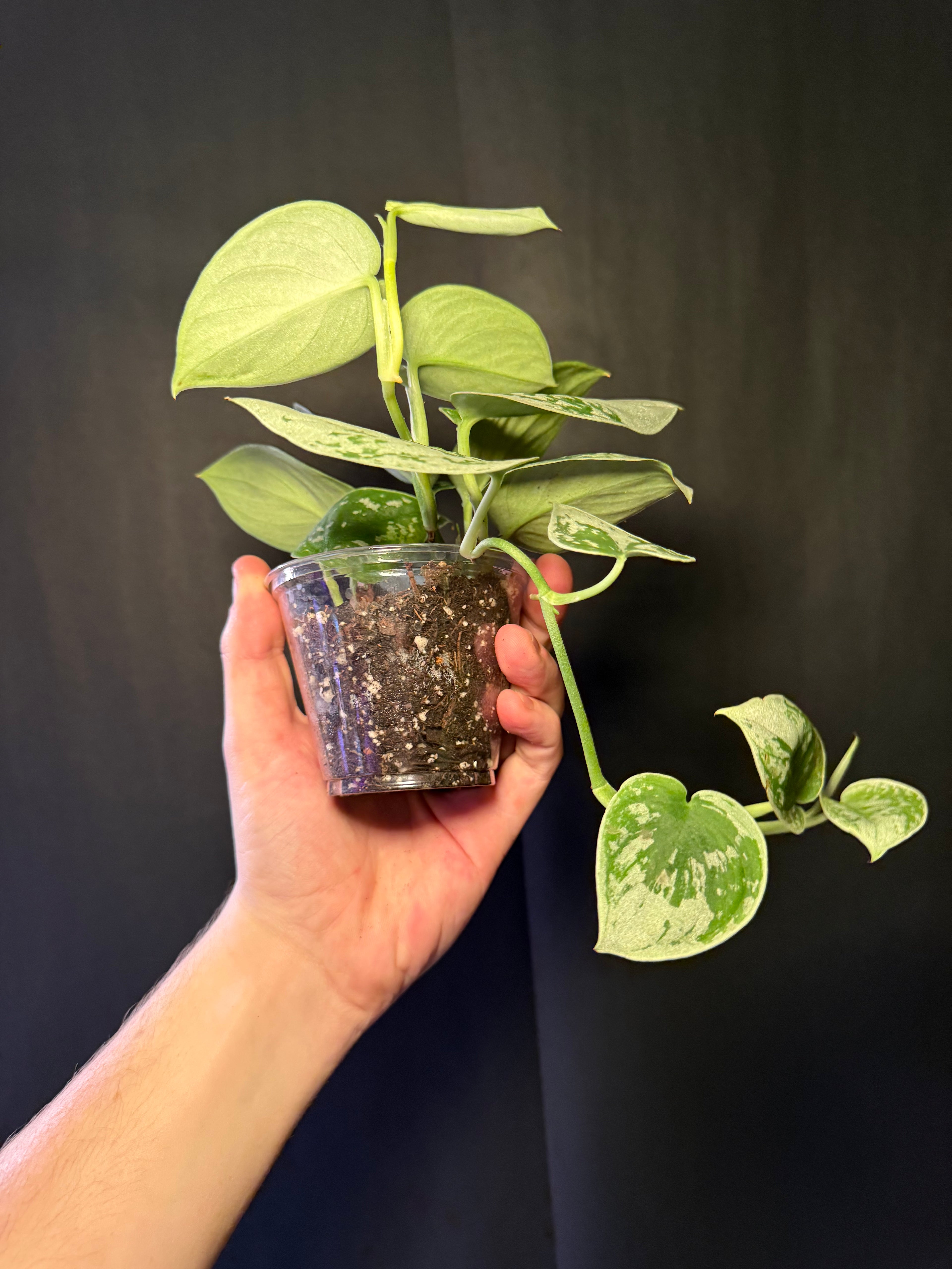 Scindapsus pictus starter