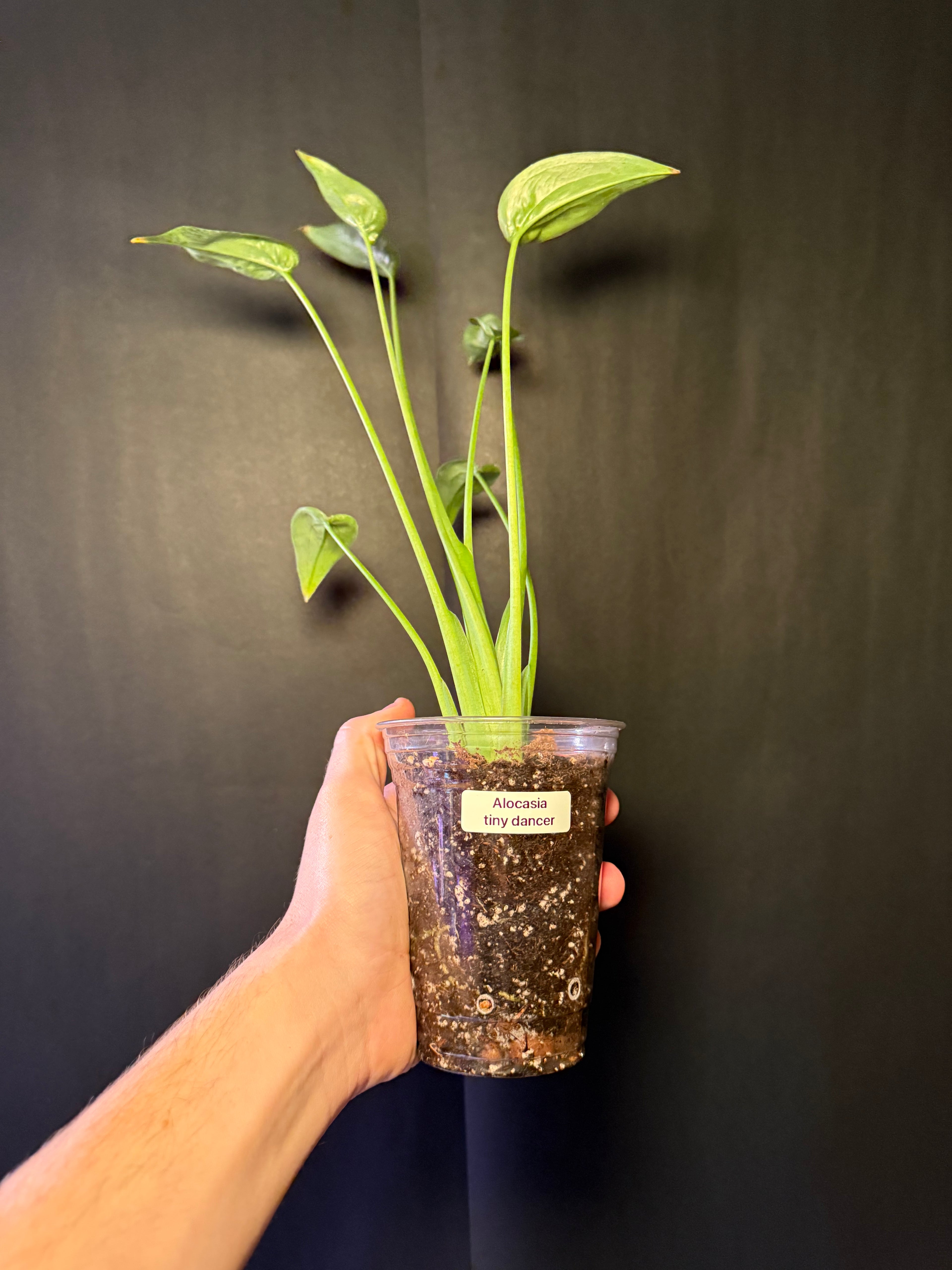 Alocasia tiny dancer