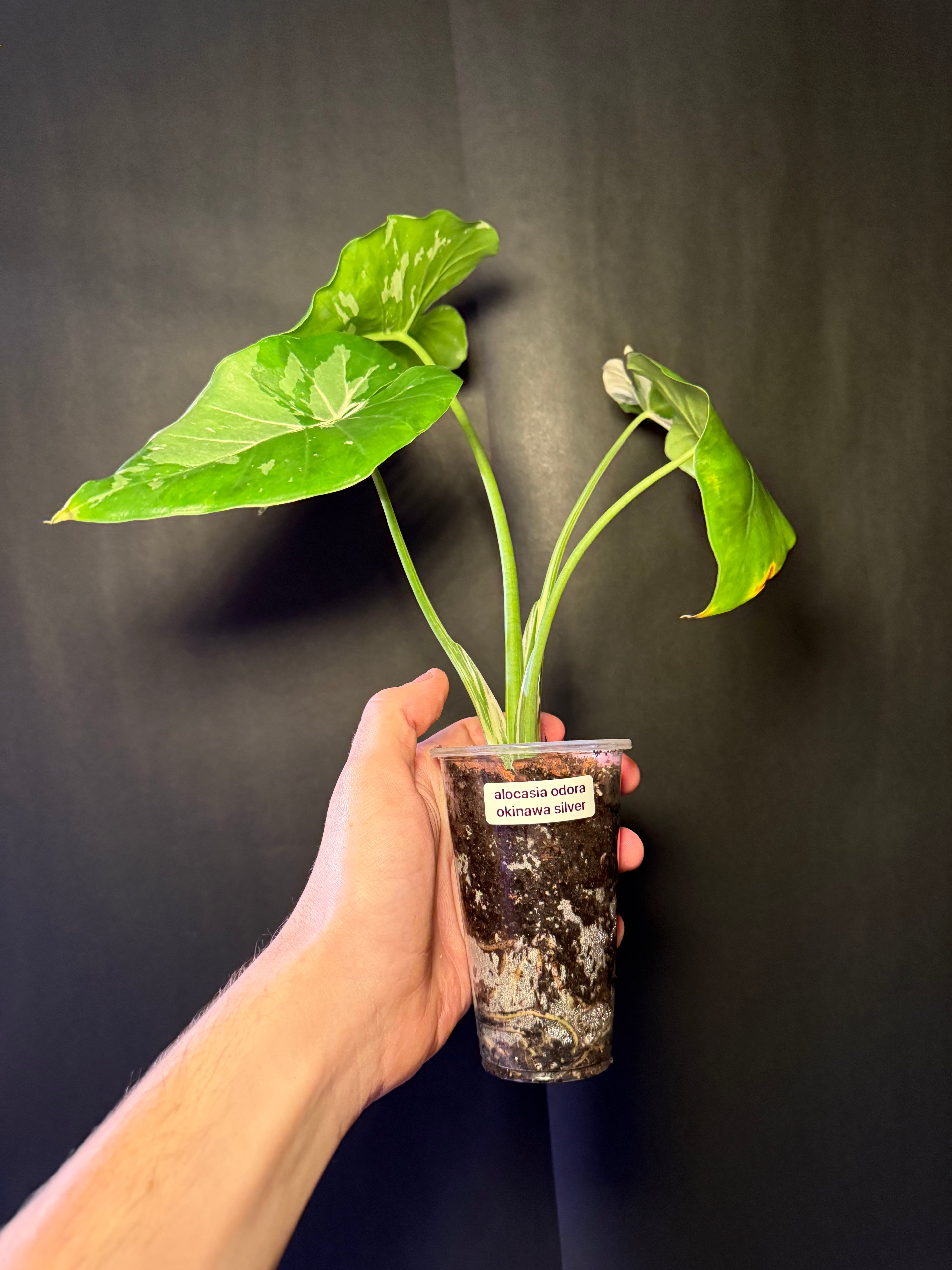 Alocasia odora okinawa silver