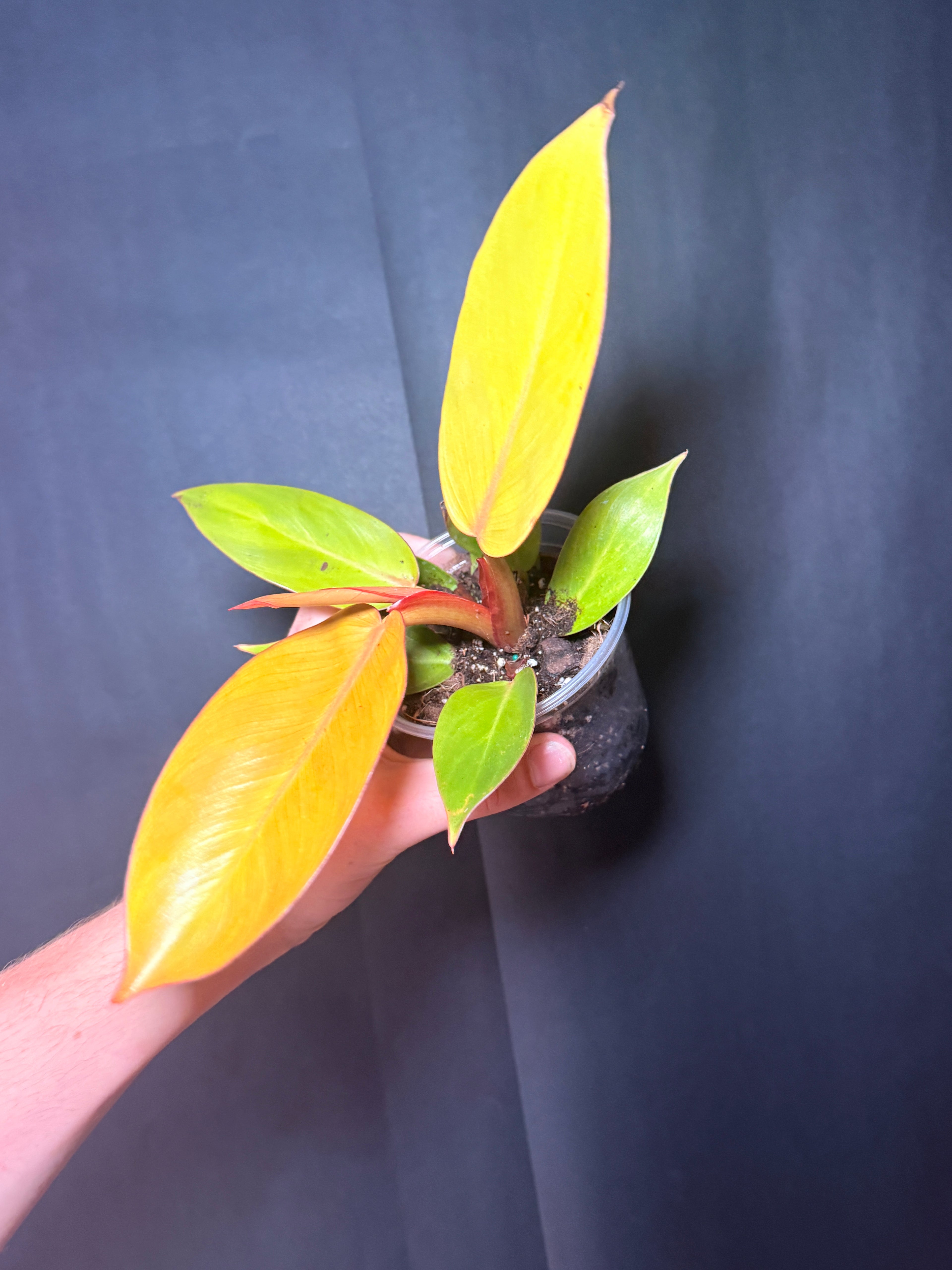 4” Philodendron Orange of prince