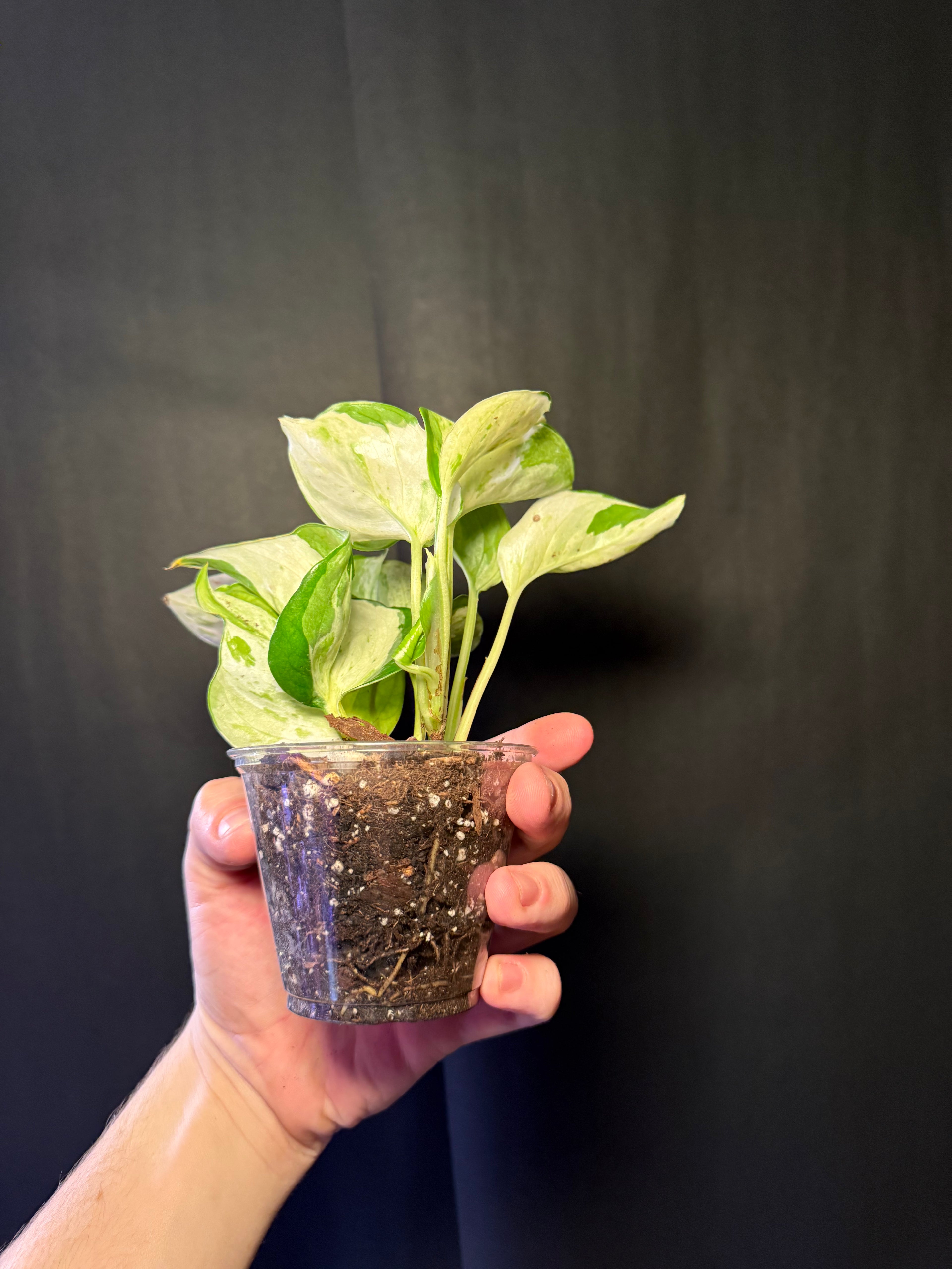 Pothos manjula starter