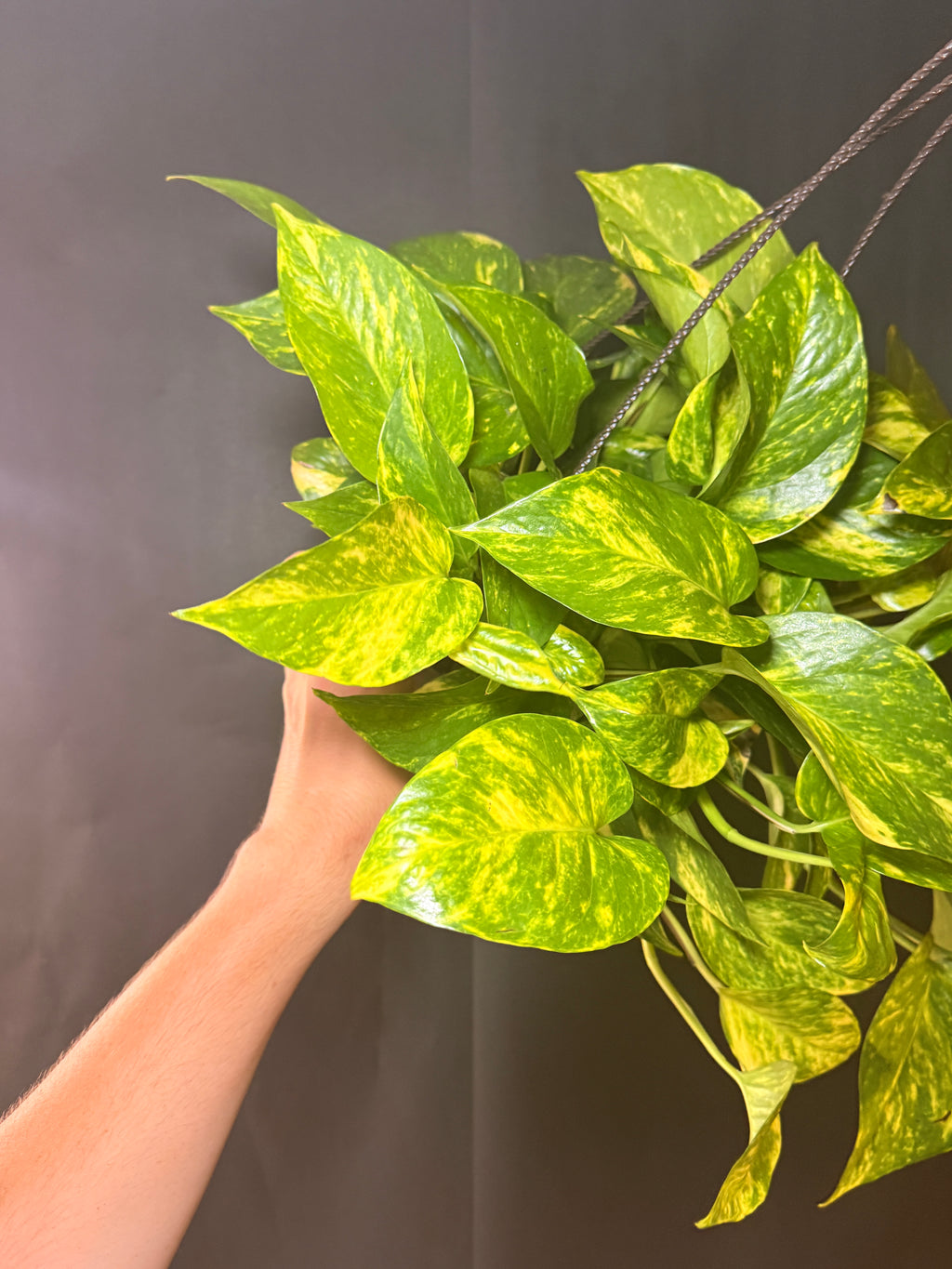 8” Golden Pothos HB