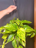 8” Golden Pothos HB