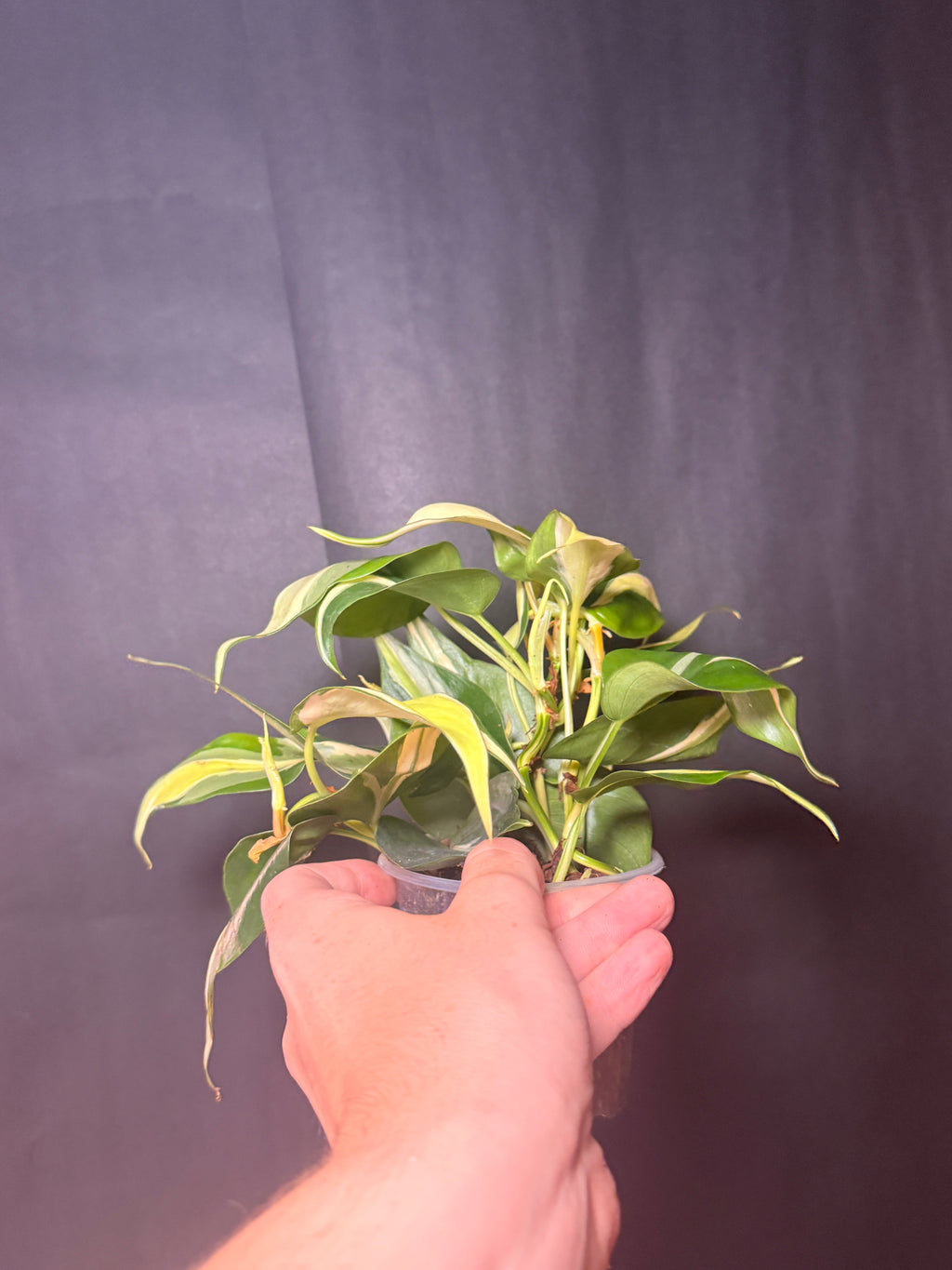 3” Philodendron silver stripe STARTER