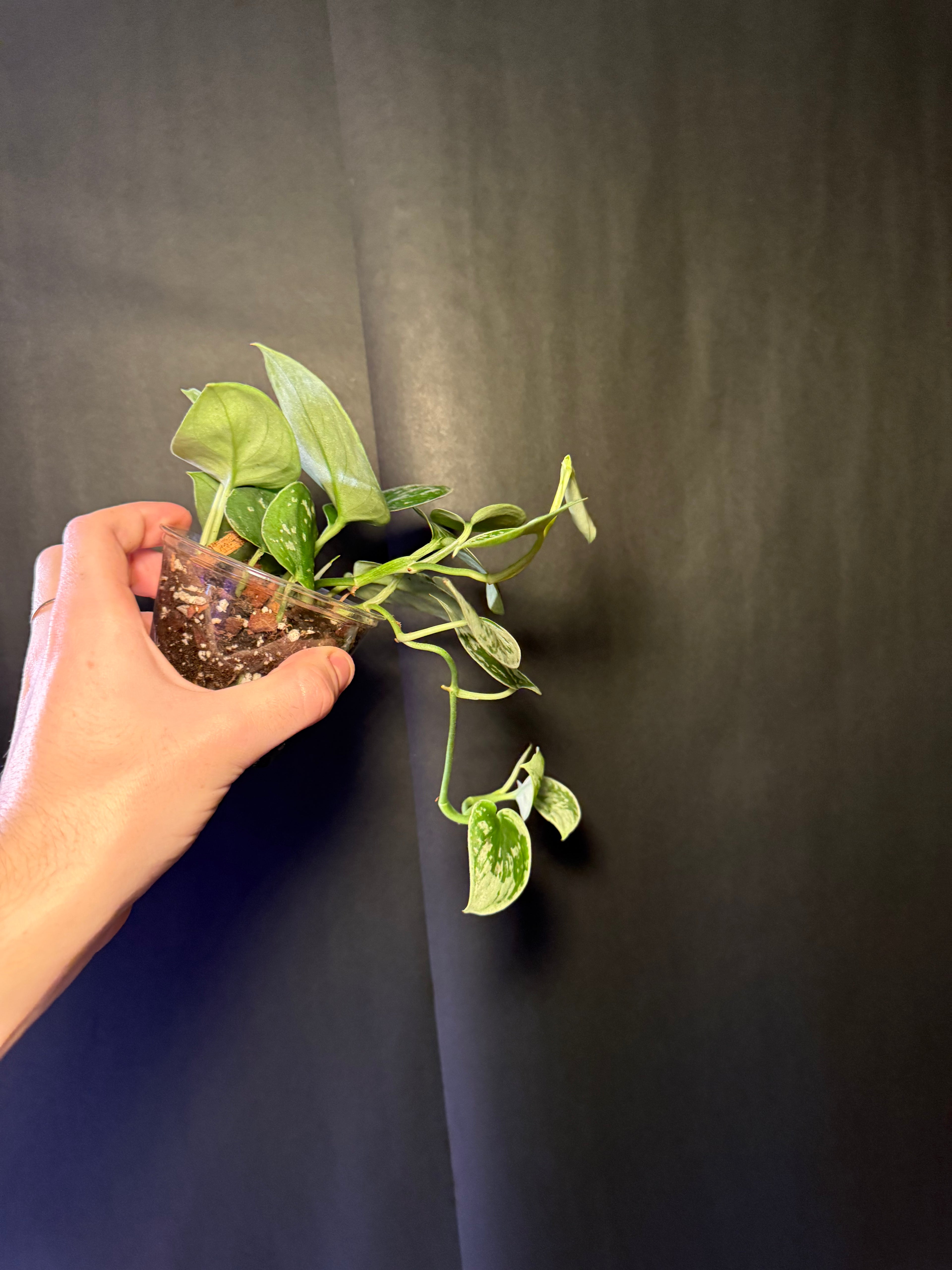 Scindapsus pictus starter