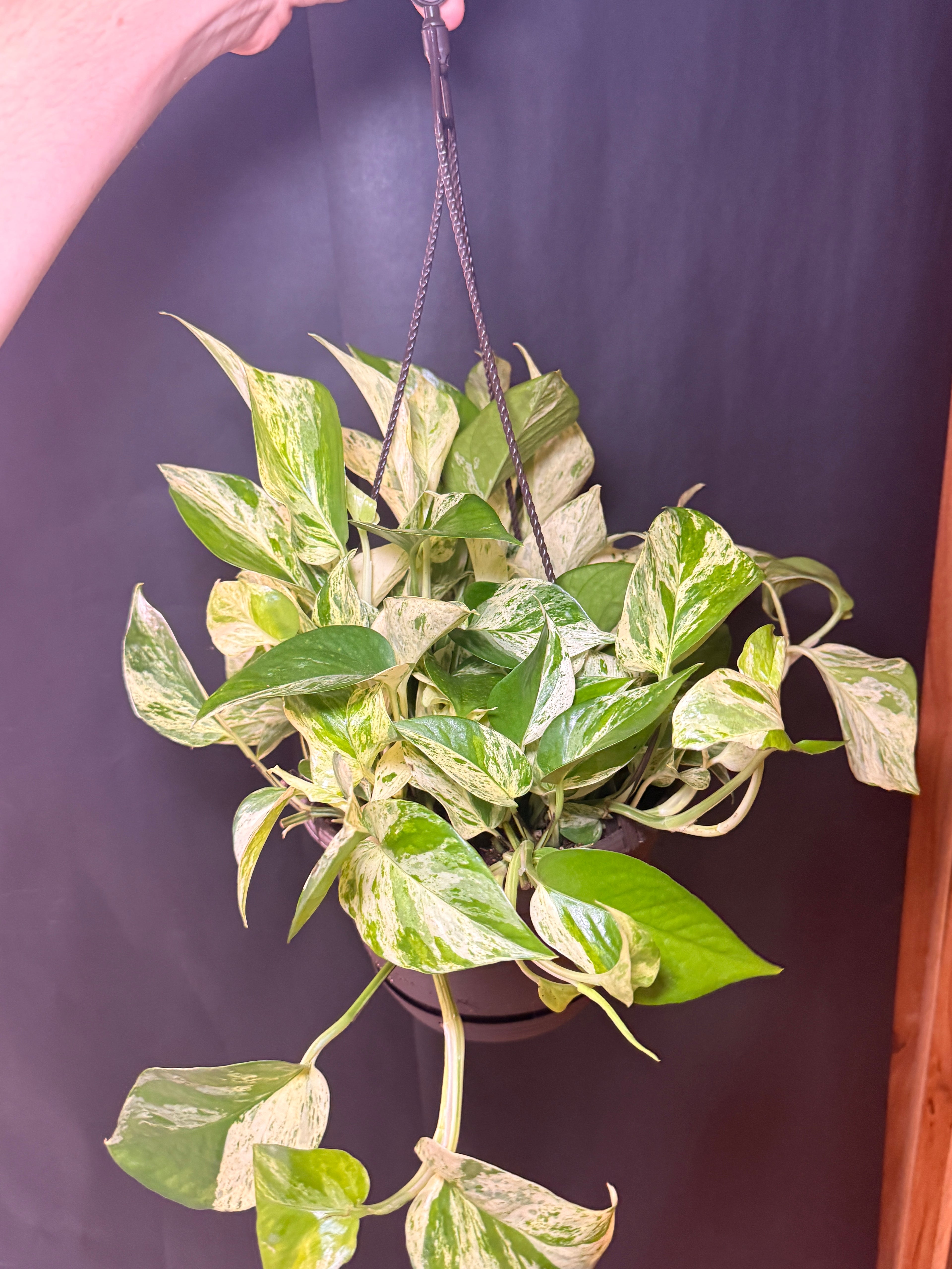 8” Marble queen pothos HB