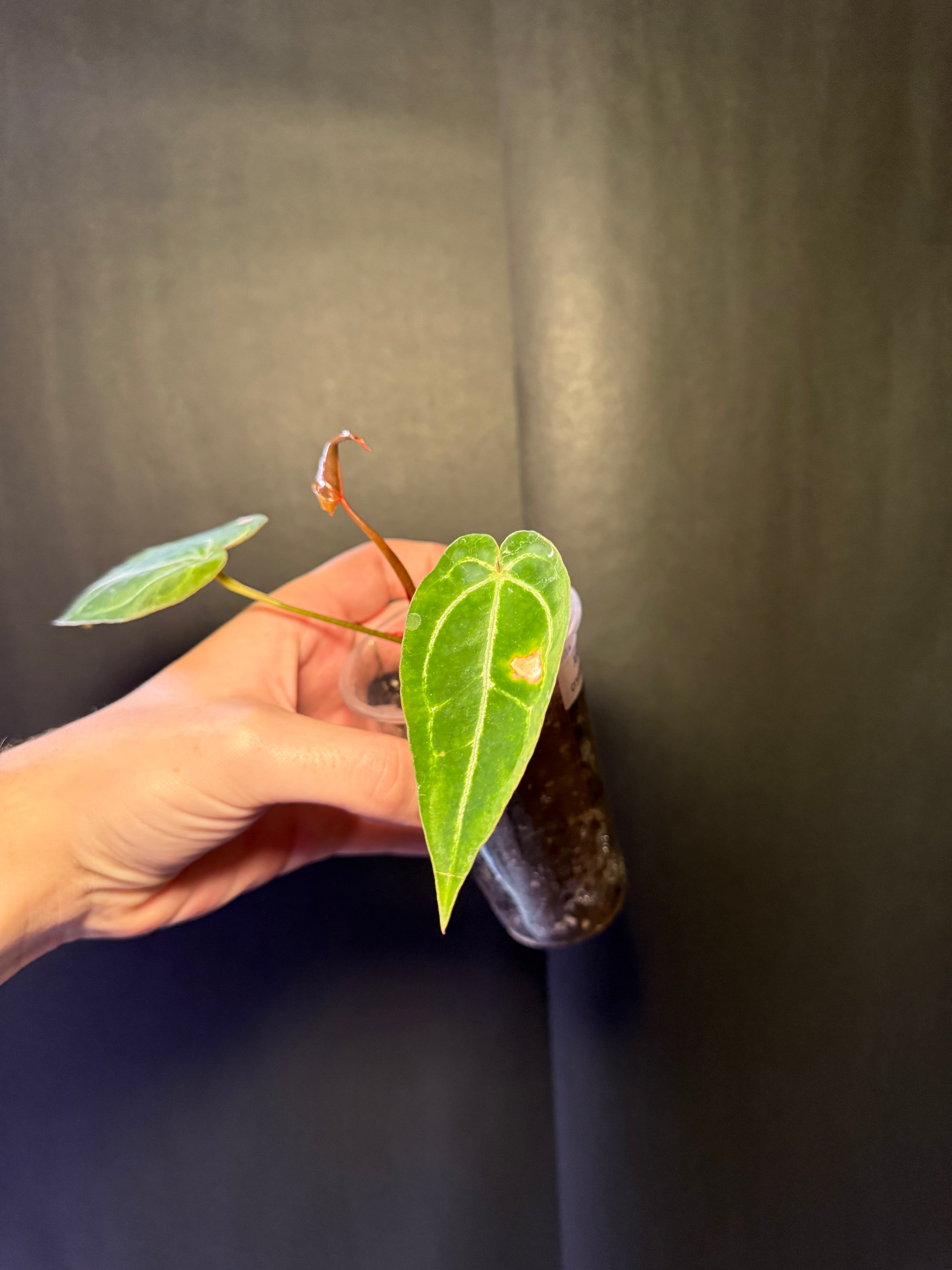 Anthurium crystallinum 01