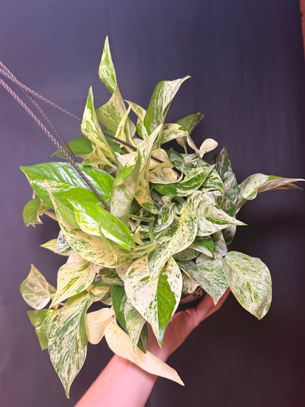 8” Marble queen pothos HB