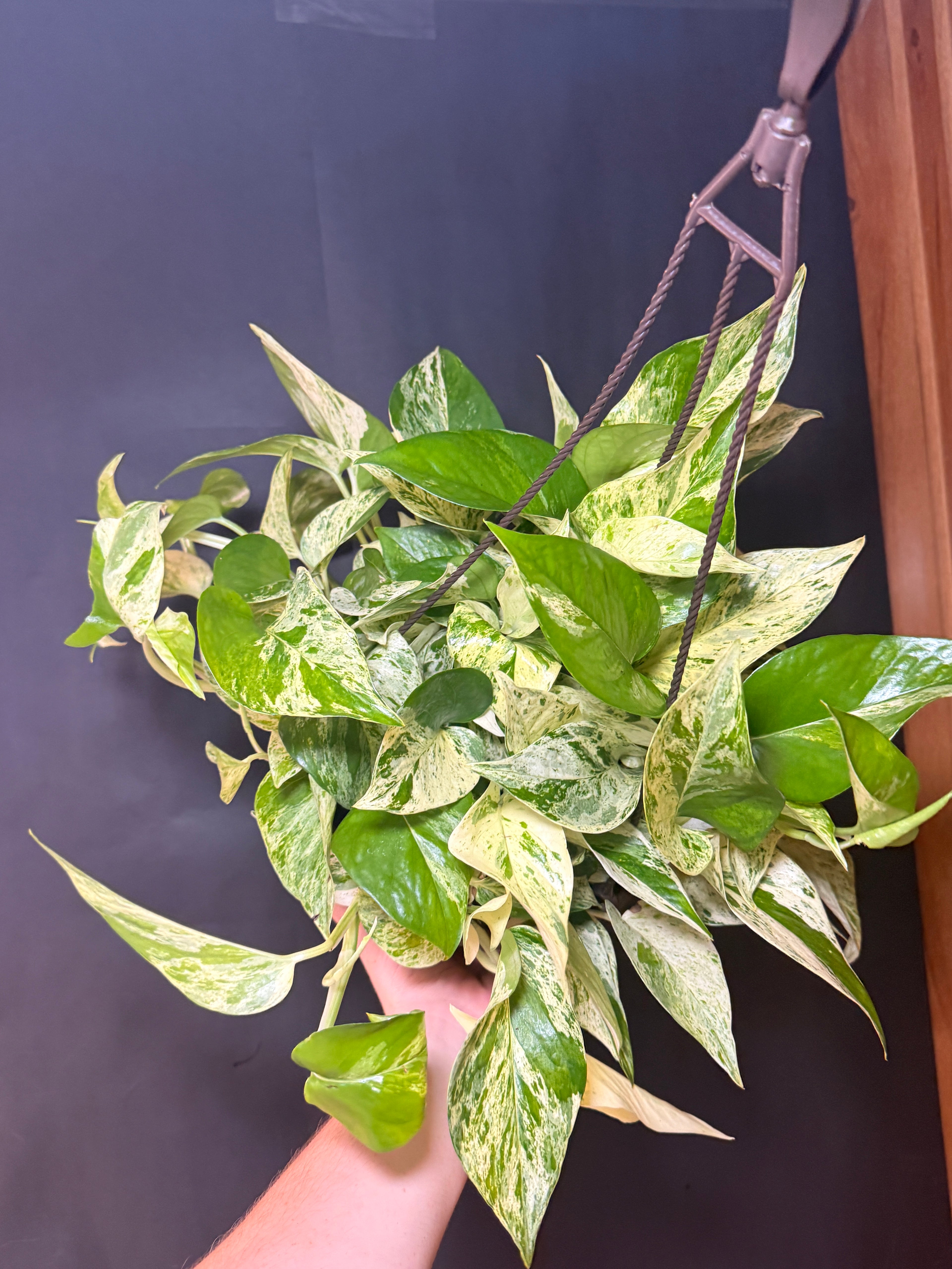 8” Marble queen pothos HB