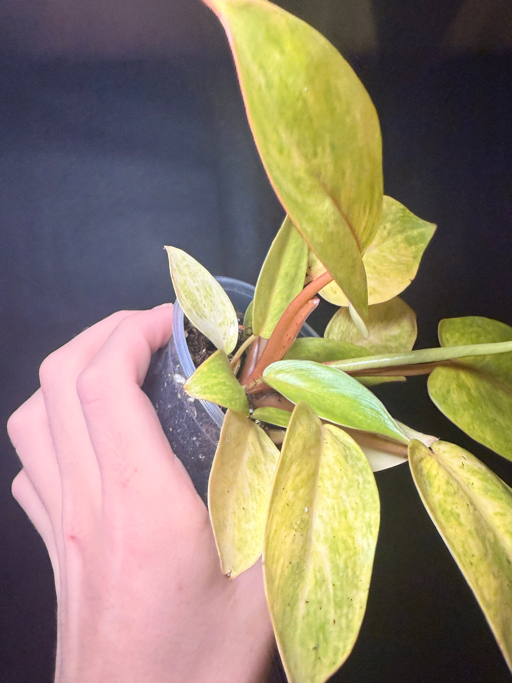 4” Painted Lady Philodendron