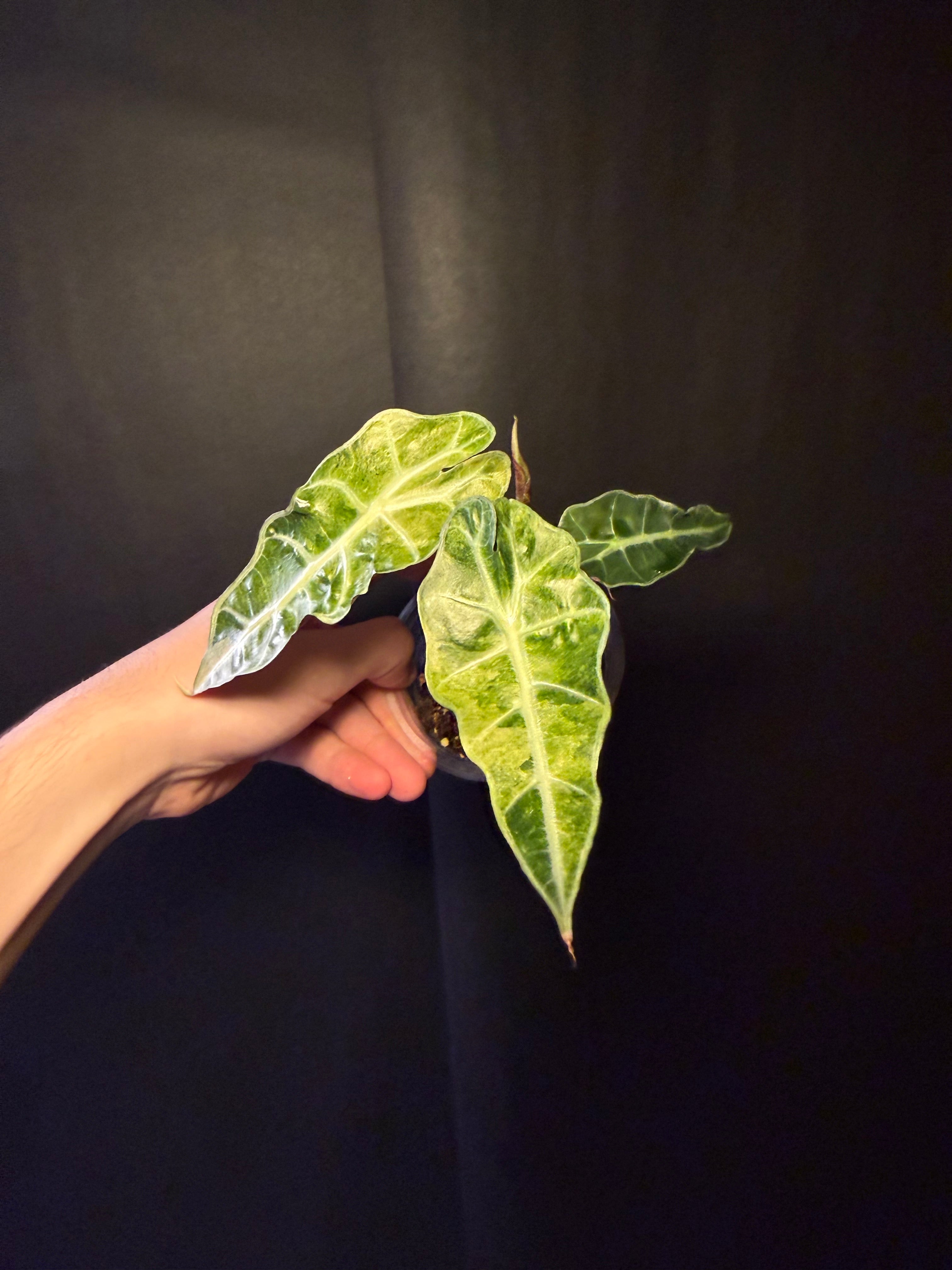 Alocasia Polly aurea