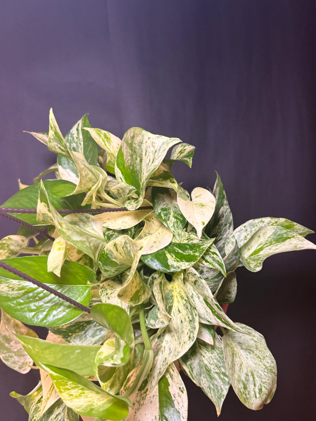 8” Marble queen pothos HB