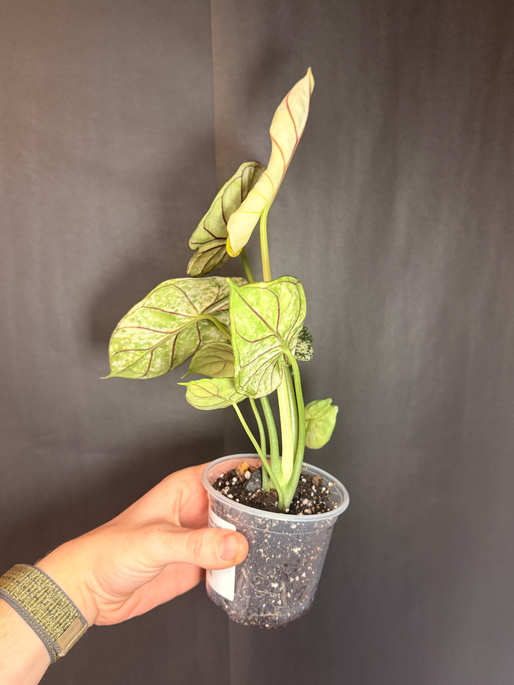 Alocasia dragon scale mint
