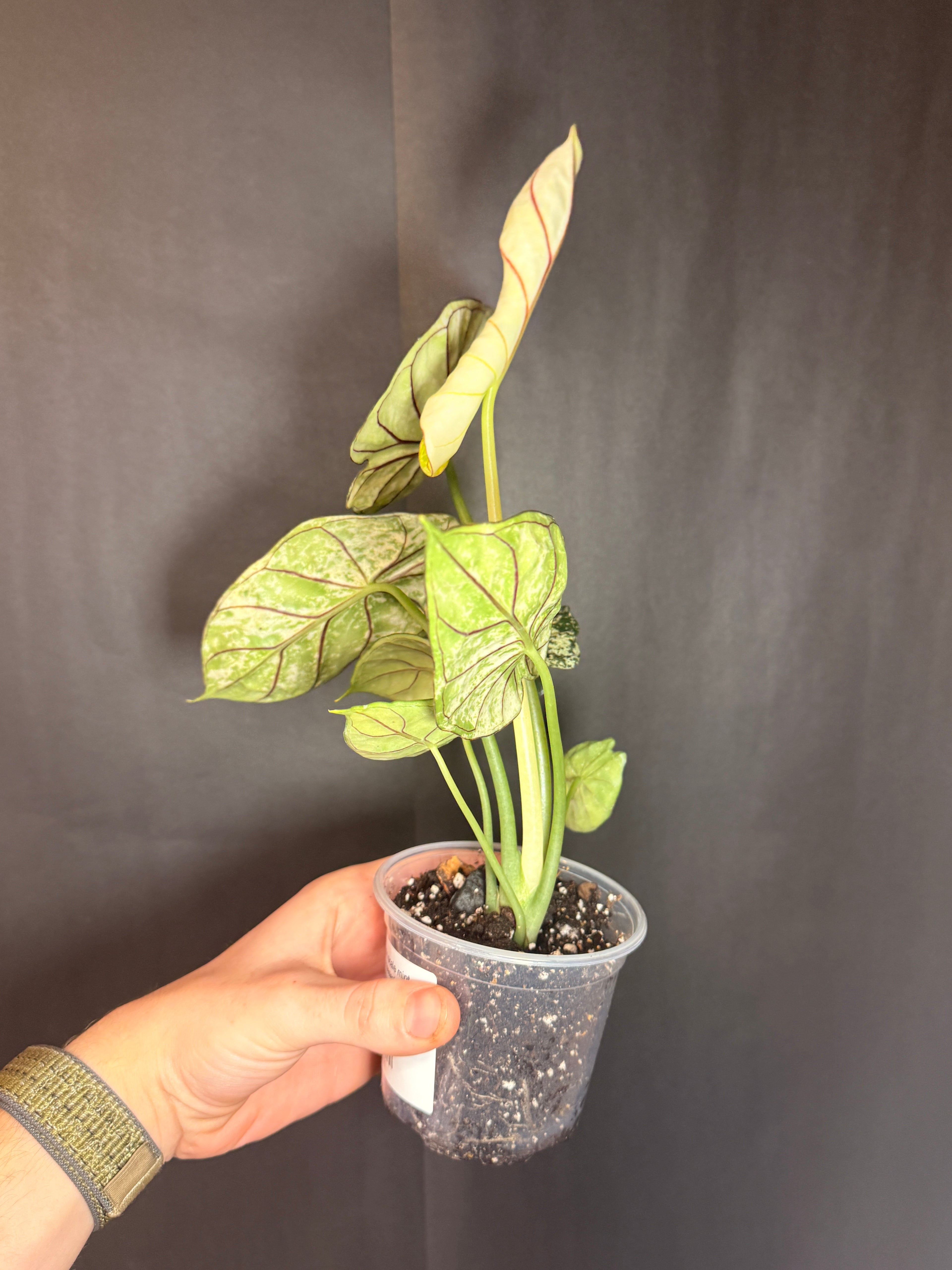 Alocasia dragon scale mint